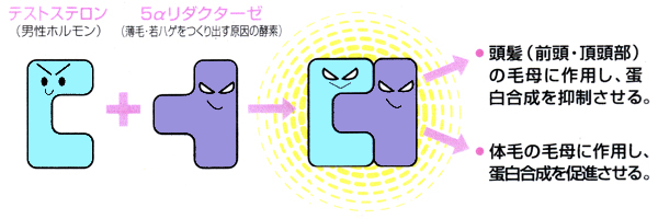 テストステロン（男性ホルモン）＋5αリダクターゼが、前髪（前頭・頂頭部）の毛母に作用し、蛋白合成を抑制させる。体毛も毛母に作用し、蛋白合成を促進させる